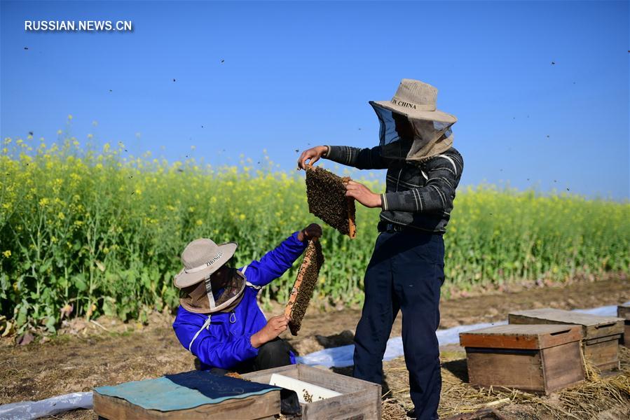 Весенние хлопоты китайских пчеловодов