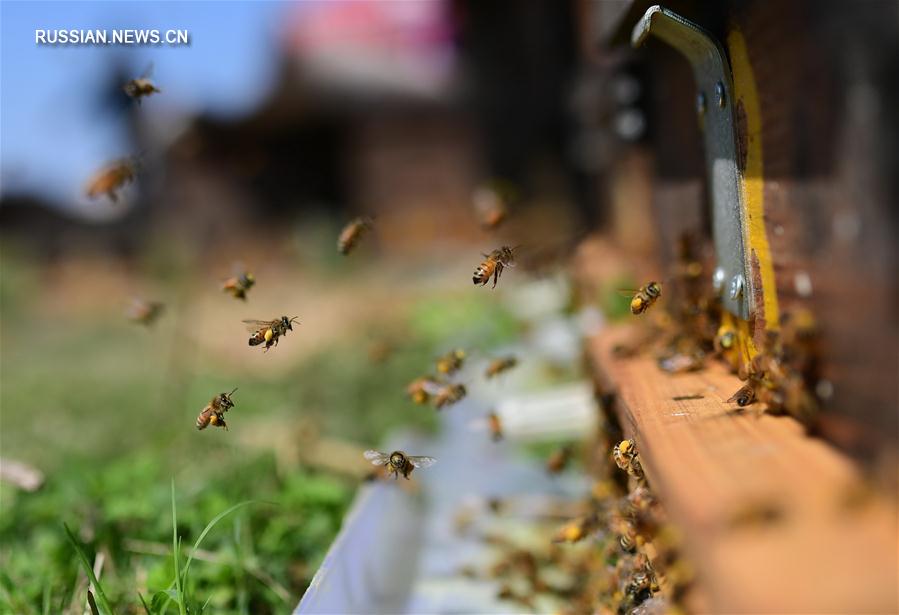 Весенние хлопоты китайских пчеловодов