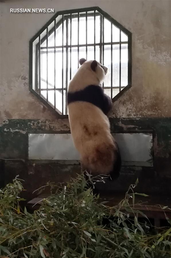 "Дедушку-панду" с северо-запада Китая скоро направят на лечение в провинцию Сычуань