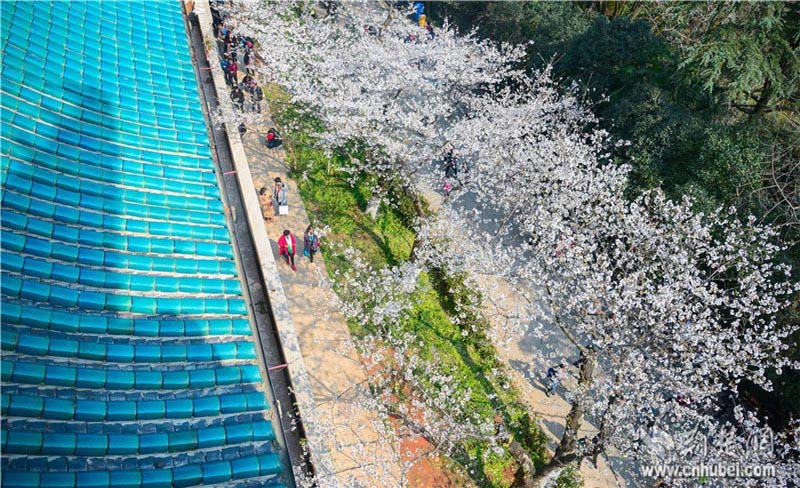 10 тысяч туристов полюбовались цветением сакуры в Уханьском университете