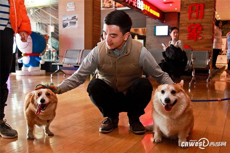 50 собак и их хозяева посмотрели фильм в сианьском кинотеатре