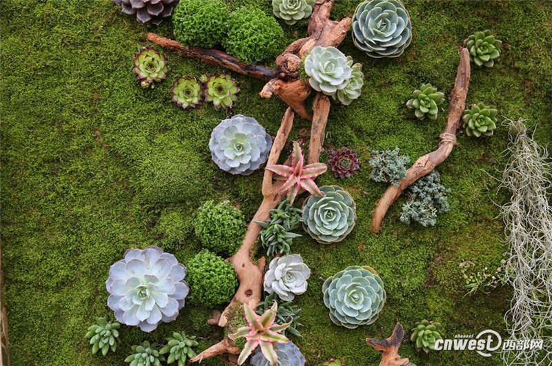 Китайская девушка создала картину из комнатных растений