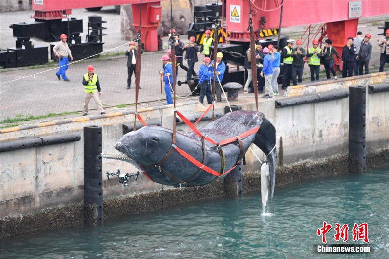 Мертвого кашалота вытащили из воды в порту Хуэйчжоу