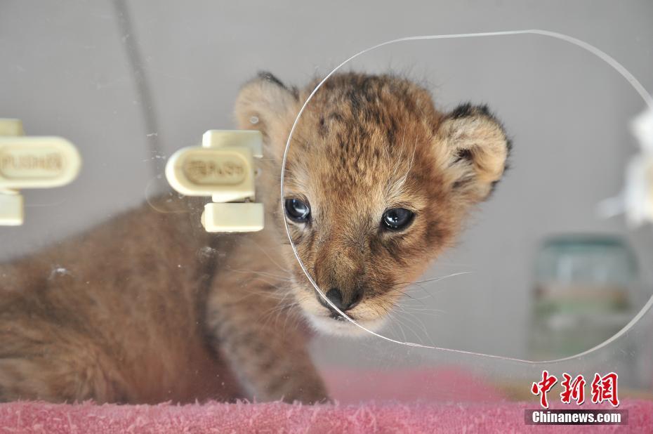 В Юньнаньском зоопарке родился львенок