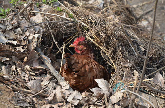 Курица снесла огромные яйца в провинции Хэнань