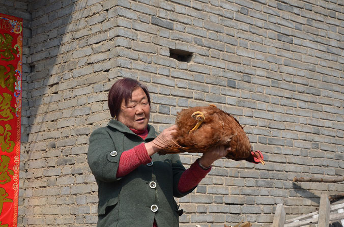 Курица снесла огромные яйца в провинции Хэнань