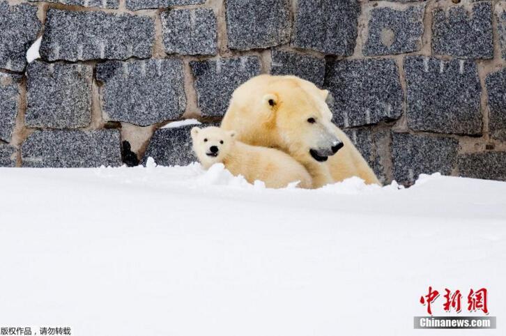 Белая медведица с детенышем полюбовались снегом