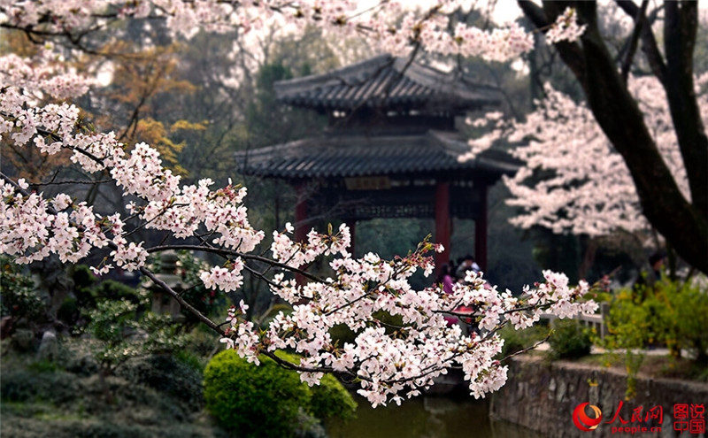 Одно из «трех лучших мест в мире для любования сакурой» в Юаньтоучжу города Уси провинции Цзянсу. Лучшее время для туризма - в марте и апреле.