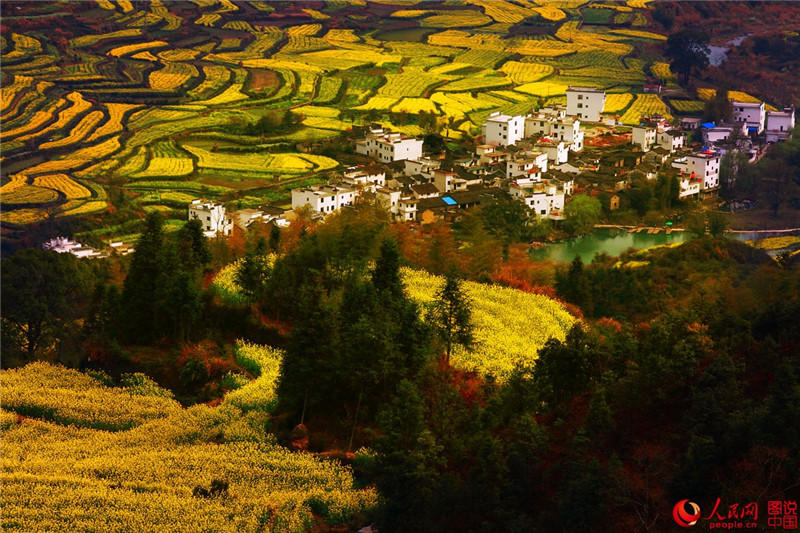 «Самая красивая деревня Китая» находится в уезде Цзыюань провинции Цзянси. В марте здесь расцветает поле цветов рапса площадью в тысячу му, цветы заполняют горы и долины.