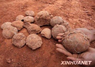 На северо-востоке Китая арестован мужчина, похитивший 80 окаменелых яиц динозавра