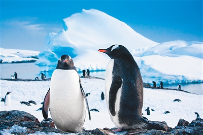 Китай стал вторым крупнейшим в мире источником туристов на Южный полюс