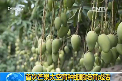 Отправленные Китаем в космос клетки манго прижились и дали ростки