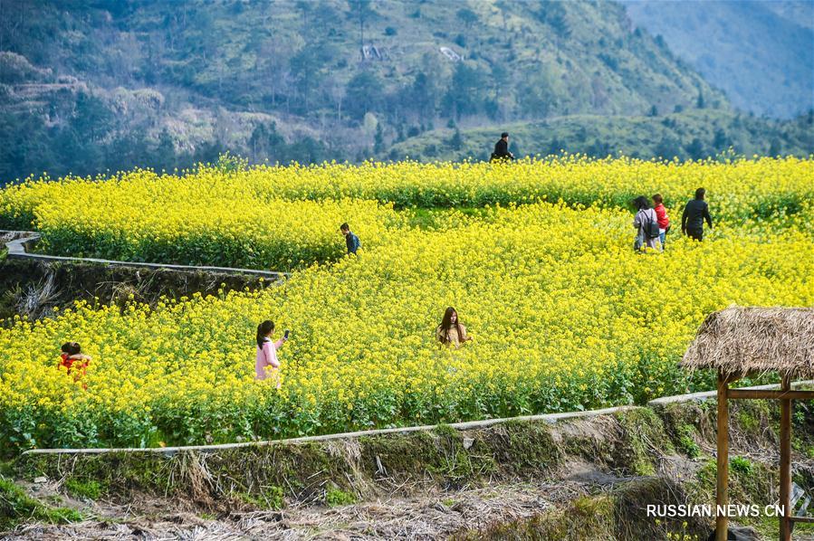 Экологический туризм среди террасных рапсовых полей волости Сяочжоушань