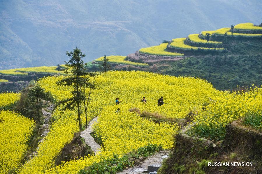 Экологический туризм среди террасных рапсовых полей волости Сяочжоушань