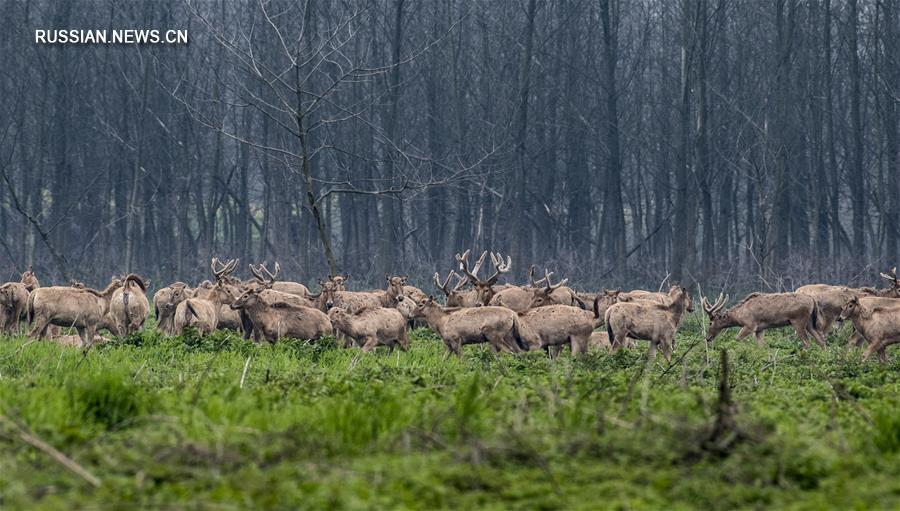 "Рай милу" в провинции Хубэй