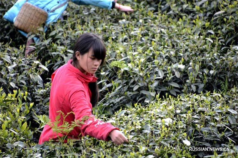 Горячая пора на китайских чайных плантациях до и после праздника Цинмин
