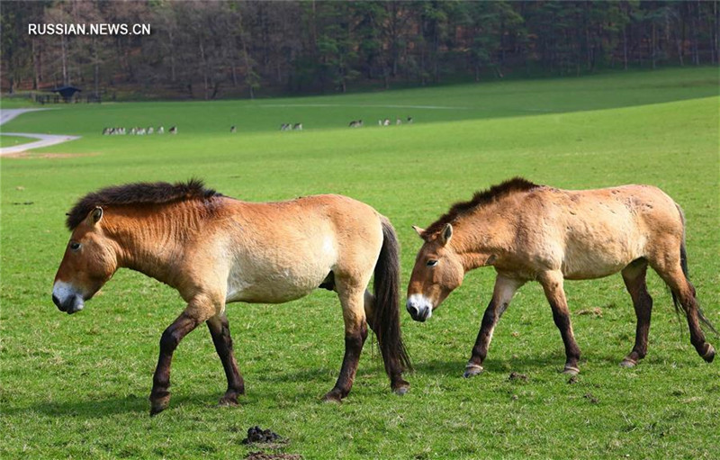 В Китай из Бельгии вернутся лошади Пржевальского