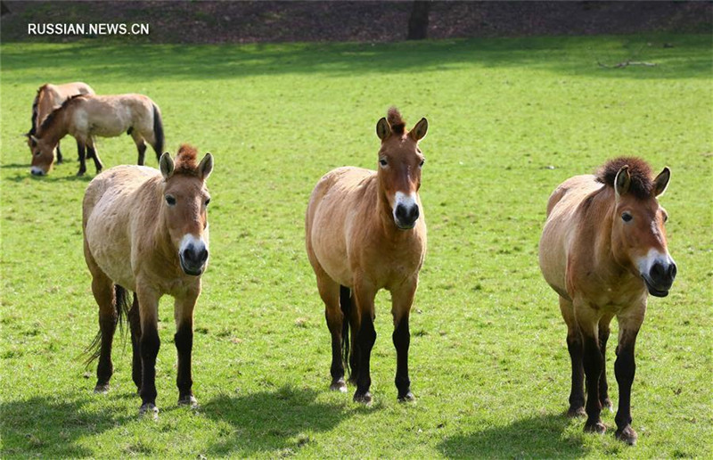 В Китай из Бельгии вернутся лошади Пржевальского