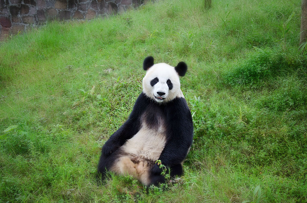 Китай, провинция Сычуань, сентябрь 2014 года.Гигантская панда в центре реабилитации в Чэнду.