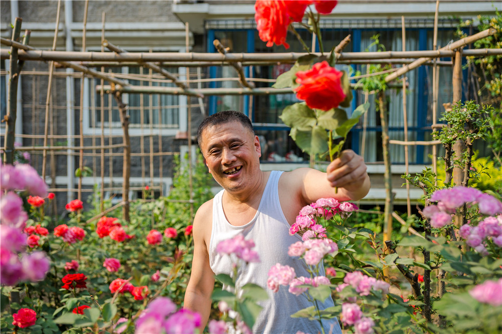 Фотография сделана в Пекине в мае 2013 года. Я прогуливался по пекинским дворам и встретил мужчину, который занимался небольшим садиком около своего дома. Он подозвал меня к себе, сорвал пару роз с кустарника и вручил их мне.