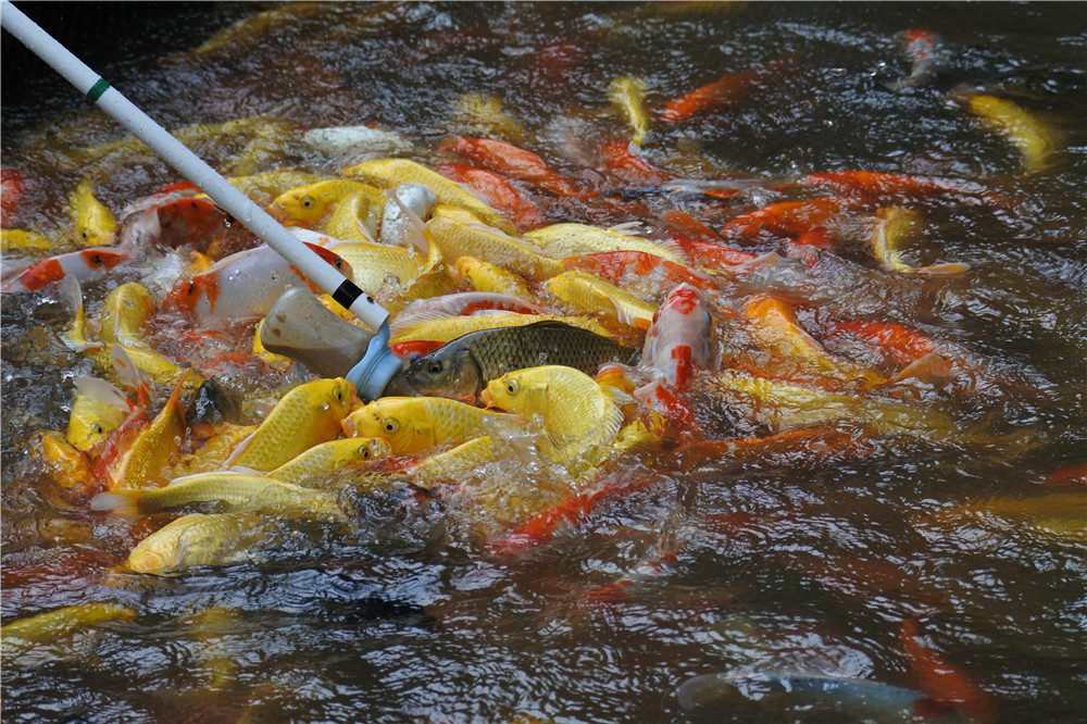 О.Хайнань, г. Санья. 26 марта 2017 г. Тропический лес Янода. Обнаружив близ озера бутылочки с соской, сложно было догадаться, что они для "золотых рыбок", обитающих в огромном пруду. 