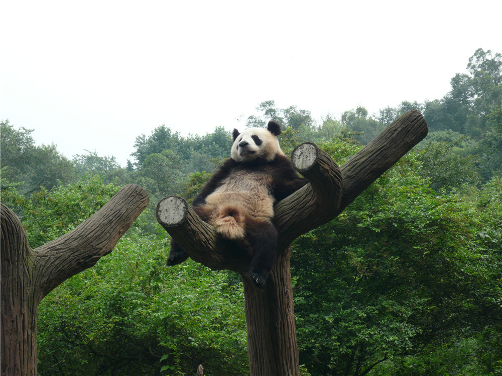 Ченду, питомник панд, 2010 год;