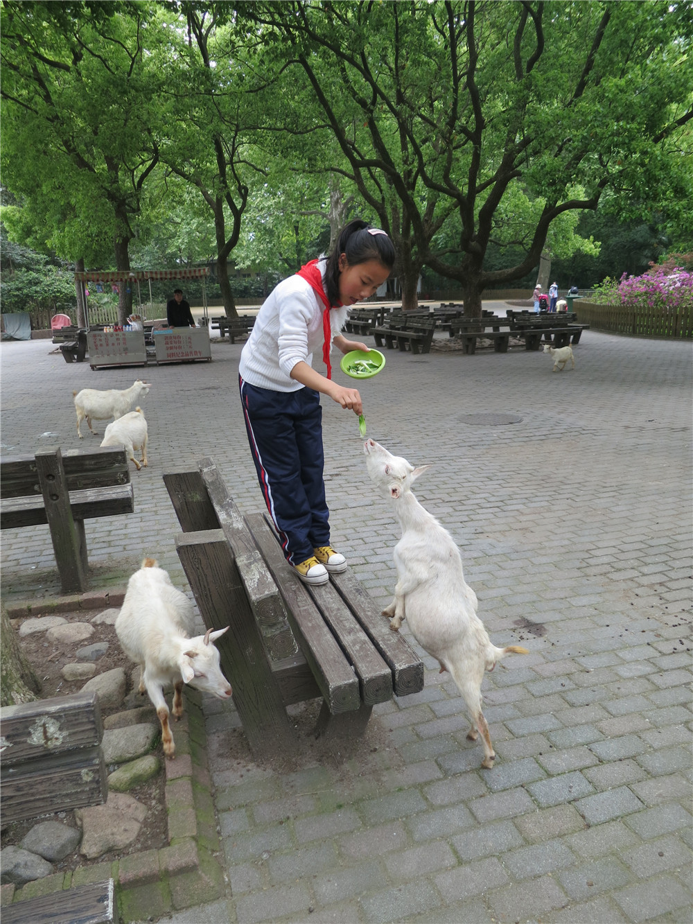 Дата снимка:                       24.04.2014Место снимка:                    ШанхайИстория снимка:               В зоопарке ребята кормят козлят