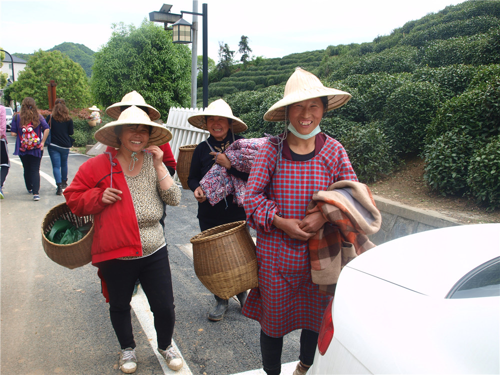  г. Ханчжоу, весна 2016 г. Местные жительницы собирают чай.