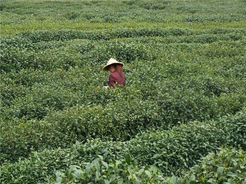  г. Ханчжоу, весна 2016 г. Местные жительницы собирают чай.