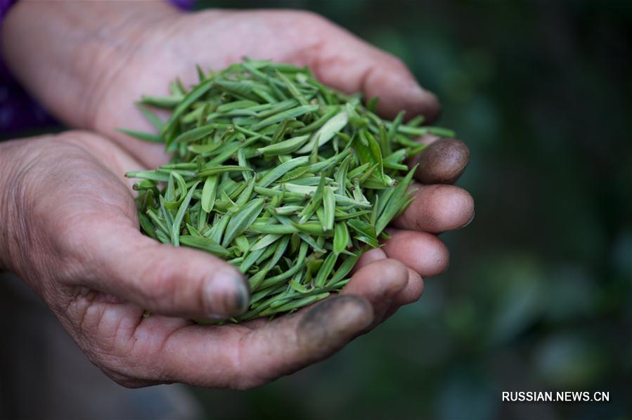 Секреты производства красного чая "Цзиньцзюньмэй"