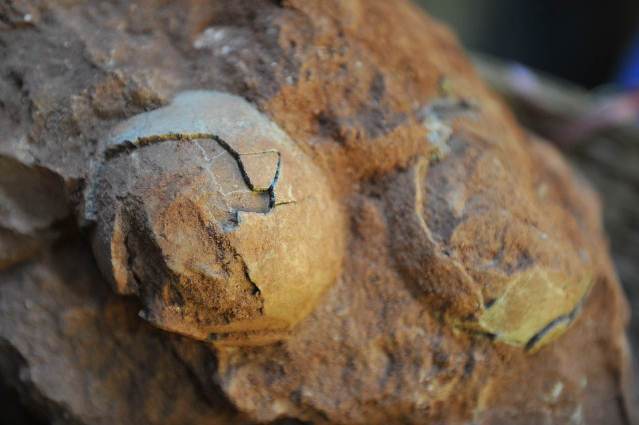 В провинции Гуандун обнаружены пять окаменелых яиц динозавра