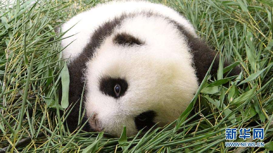 Китай не подтвердил информацию о передаче России большой панды