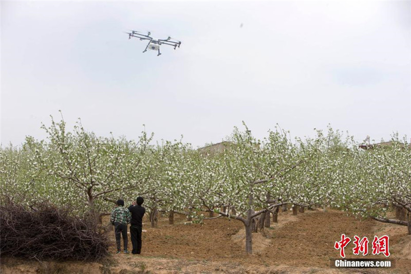 Новые тенденции в сельском хозяйстве: как БПЛА защищают яблони на площади в 50.000 му