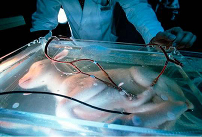 Ученые успешно создали искусственную матку: недоношенный ягненок выжил!