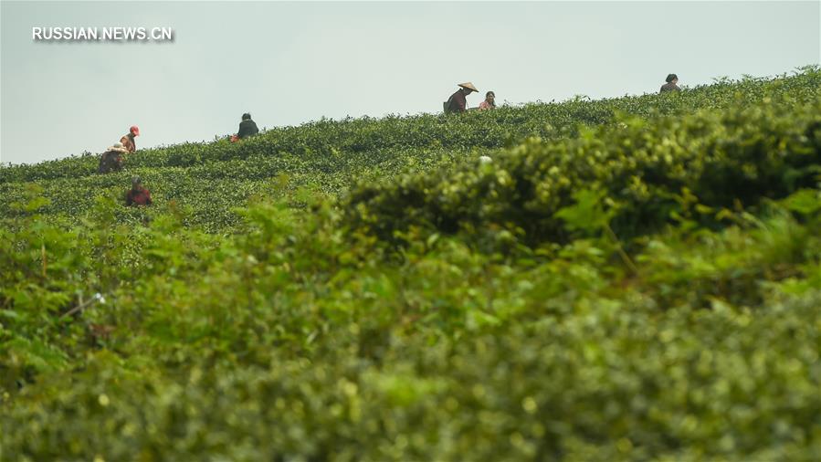 На чайных плантациях уезда Вэнъань собирают последние листья весеннего урожая