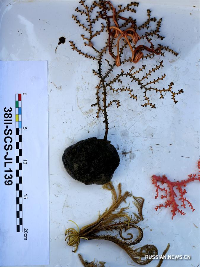 Батискаф "Цзяолун" обнаружил в Южно-Китайском море полиметаллические конкреции