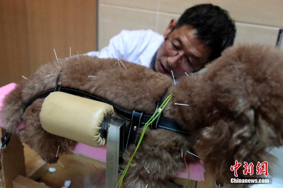 Пекинский ветеринар практикует иглоукалывание на собаке