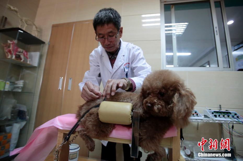 Пекинский ветеринар практикует иглоукалывание на собаке