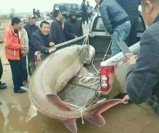 Рыбак поймал редкую рыбу и продал ее за 86 тыс юаней
