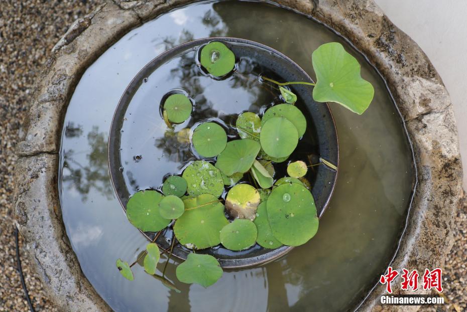 Тысячелетние семена лотоса дали всходы в Ханчжоу