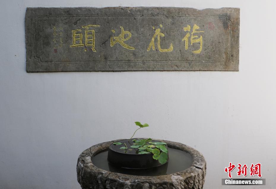 Тысячелетние семена лотоса дали всходы в Ханчжоу