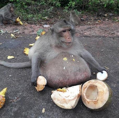 В Таиланде обезьяну отправили в лагерь для похудения