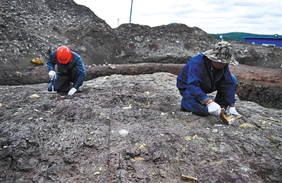 Начались раскопки окаменелостей динозавров в Северо-Восточном Китае
