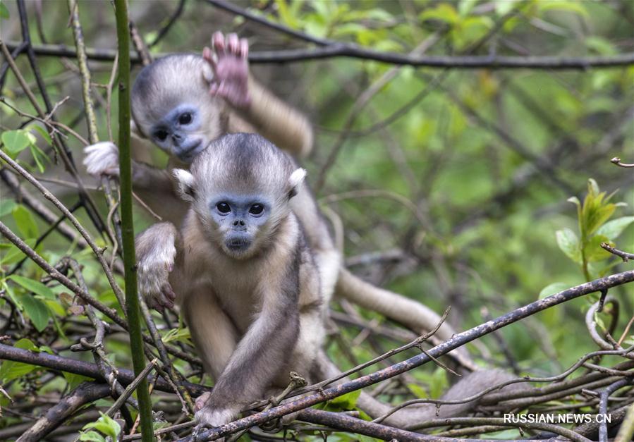 С начала года в парке Шэньнунцзя родились 11 детенышей золотистой обезьяны
