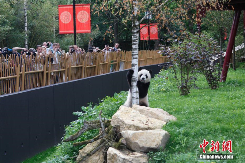 В Голландии познакомились с китайскими пандами Увэнь и Синъя
