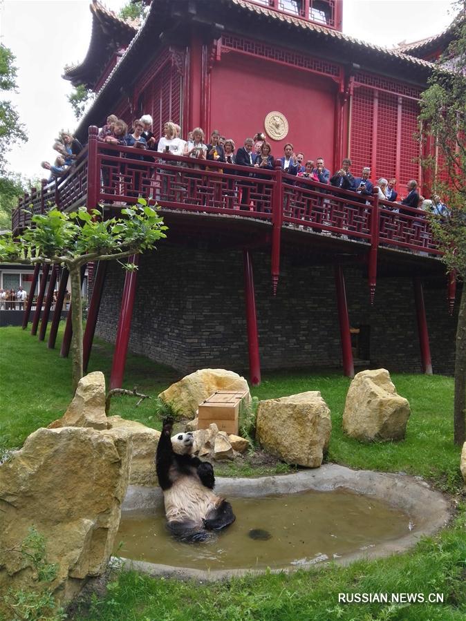 Большие панды Синъя и Увэнь впервые предстали перед нидерландской публикой