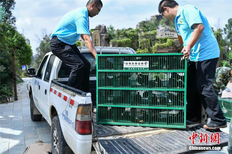 266 диких животных выпущены на волю в провинции Юньнань