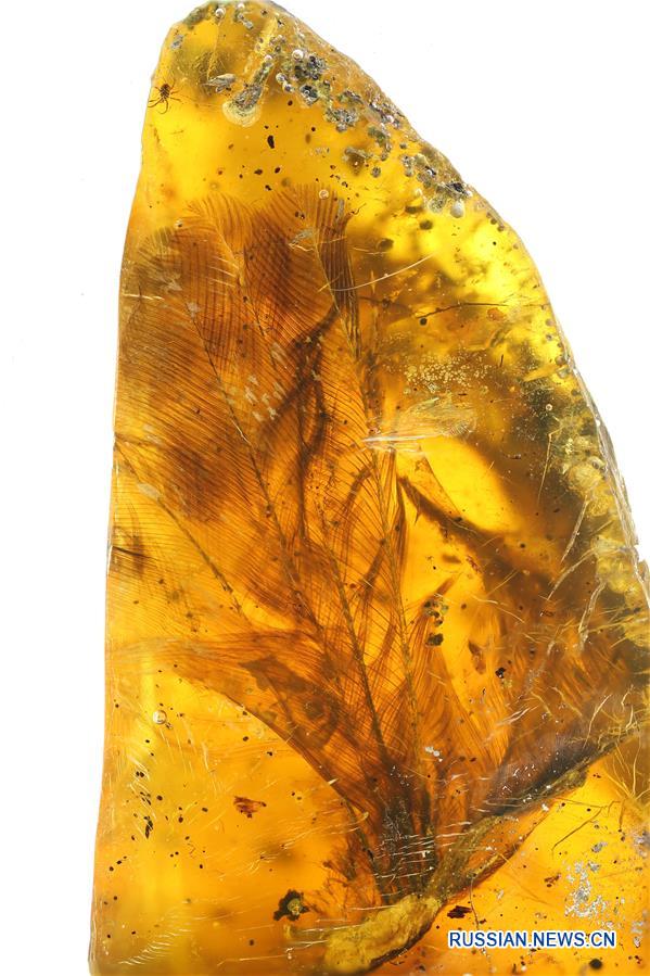 Ученые нашли в янтаре останки доисторического птенца