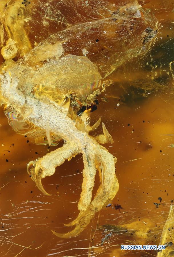 Ученые нашли в янтаре останки доисторического птенца
