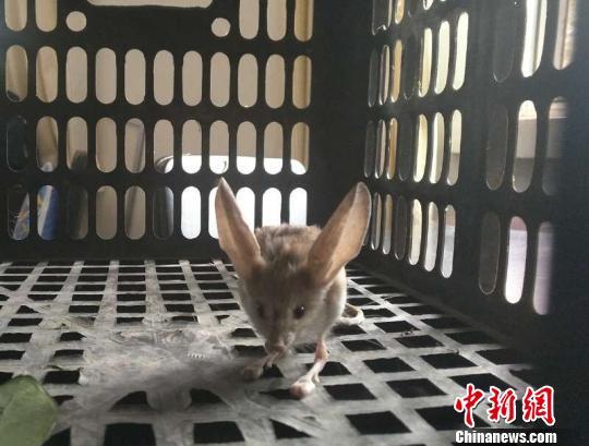 В Синьцзяне обнаружен исчезающий вид животных - длинноухий тушканчик